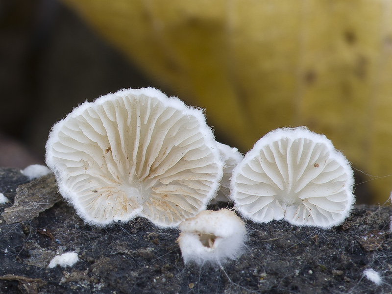 Crepidotus cesatii